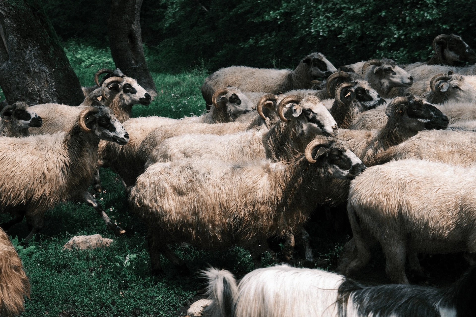 Name Of Collection 1